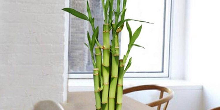 Cách chọn địa điểm trồng cây hiệu quả