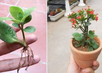 Cây sống đời phát triển tốt phải có độ ẩm phù hợp