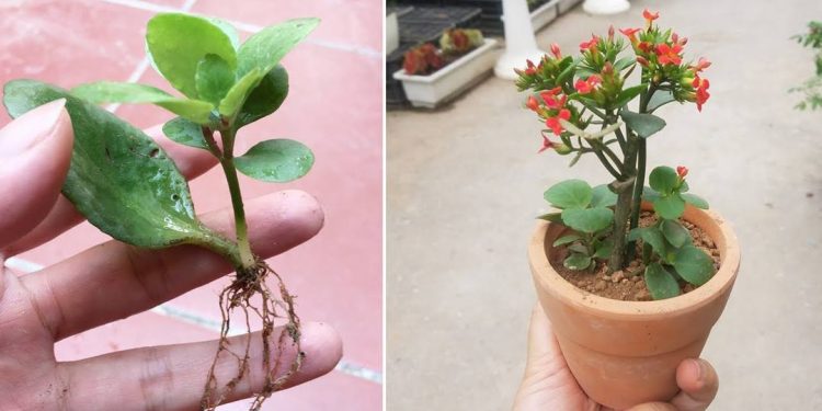 Cây sống đời phát triển tốt phải có độ ẩm phù hợp