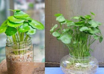 Kỹ thuật trồng cây thủy sinh