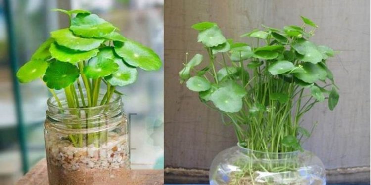 Kỹ thuật trồng cây thủy sinh