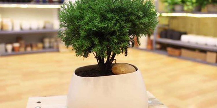 Ánh sáng, độ ẩm, độ pH của đất thích hợp cây tùng phát triển tốt