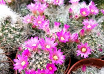 Tưới nước là một kỹ thuật trồng xương rồng cần phải chú ý