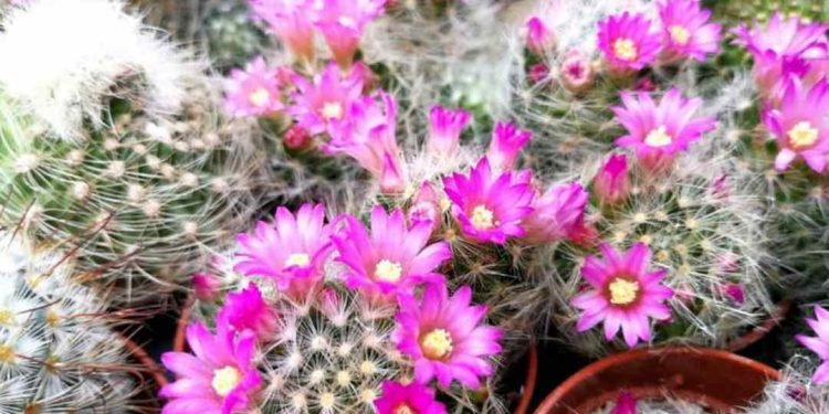 Tưới nước là một kỹ thuật trồng xương rồng cần phải chú ý