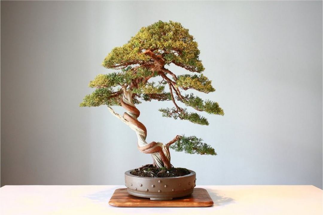 Cách duy trì cây bonsai để giữ được hình dáng đẹp