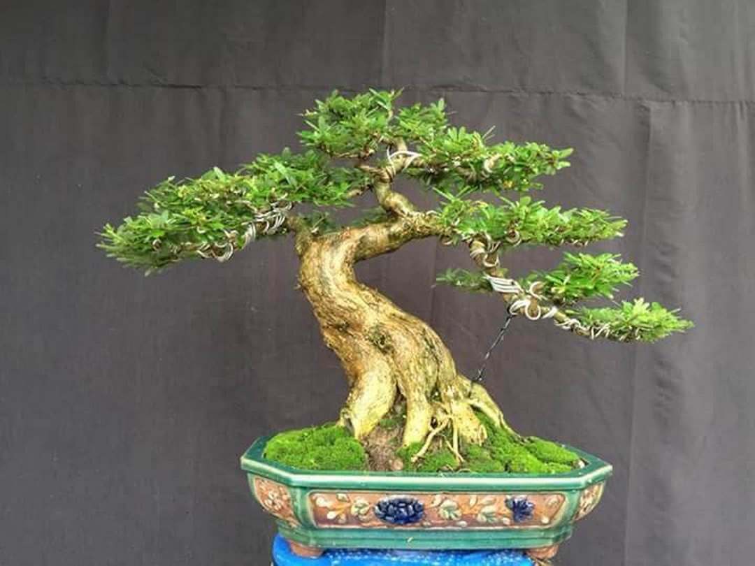 Cách làm cho cây bonsai phát triển tốt nhất