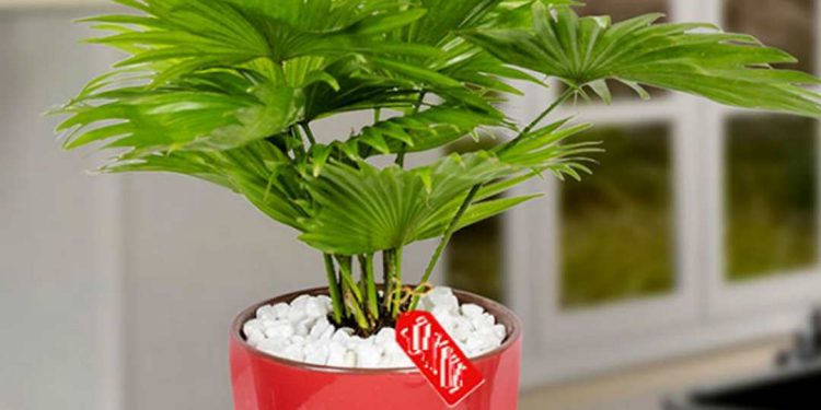 Lợi ích của việc trồng cây cọ về kinh tế