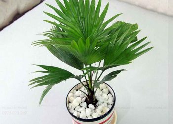 Cách chăm sóc Cây cau cảnh hiệu quả