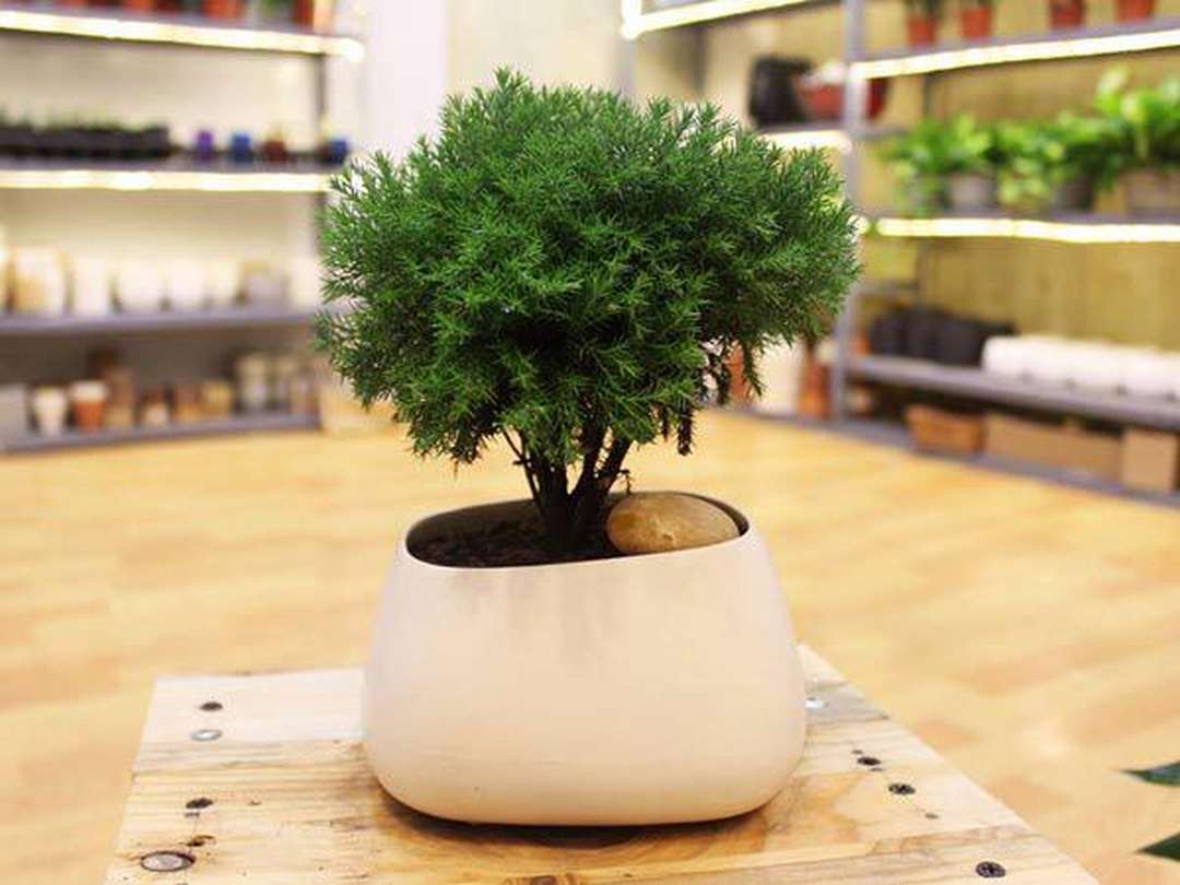 Nguồn gốc của cây bonsai