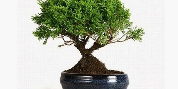 Cách trồng cây bonsai và các kỹ thuật để duy trì nó