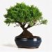 Cách trồng cây bonsai và các kỹ thuật để duy trì nó