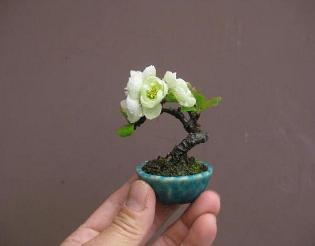 Vẻ đẹp và tính ứng dụng của cây bonsai