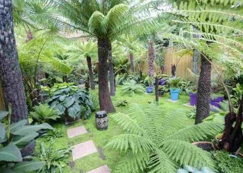 Cây Dương Xỉ Cổ Đại là một loài cây rất quen thuộc với người Việt Nam