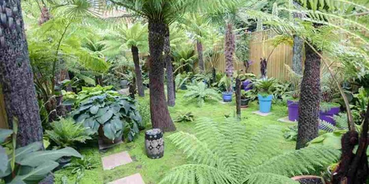 Cây Dương Xỉ Cổ Đại là một loài cây rất quen thuộc với người Việt Nam