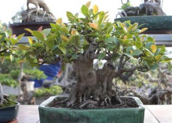 Cách sử dụng cây Si để hỗ trợ sức khỏe