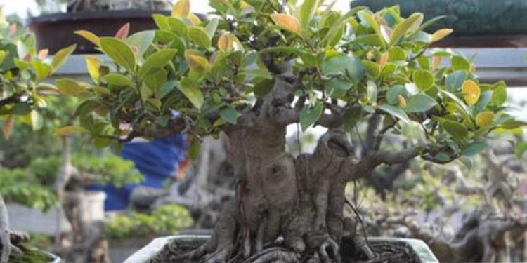 Cách sử dụng cây Si để hỗ trợ sức khỏe