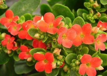 Hình ảnh cây sống đời hay còn gọi là cây lá bỏng