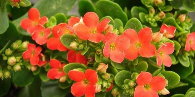 Hình ảnh cây sống đời hay còn gọi là cây lá bỏng