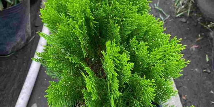 Cây tùng có rất nhiều công dụng trong lĩnh vực y học