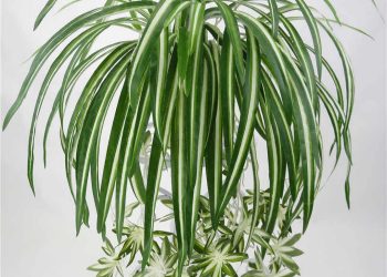 Kỹ thuật trồng cây lan chi