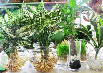 Cây thủy sinh màu sắc mới cho không gian làm việc