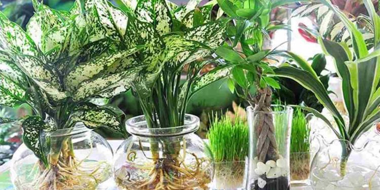 Cây thủy sinh màu sắc mới cho không gian làm việc