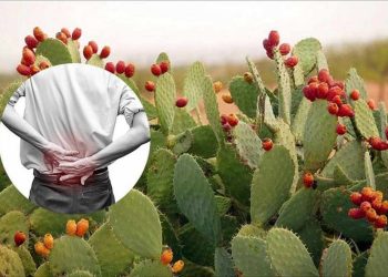 Tác dụng của cây xương rồng được nhiều người quan tâm