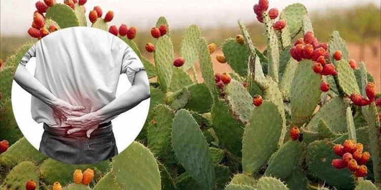 Tác dụng của cây xương rồng được nhiều người quan tâm