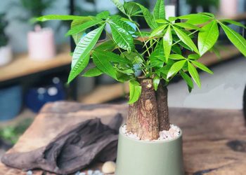 Cây Kim Ngân trong công nghiệp