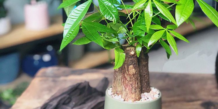 Cây Kim Ngân trong công nghiệp