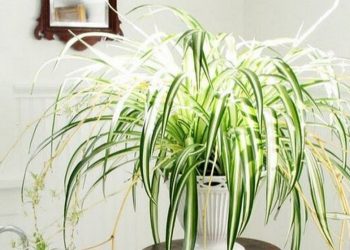 Cây lan chi có nhiều tác dụng cho sức khỏe