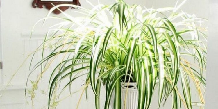 Cây lan chi có nhiều tác dụng cho sức khỏe