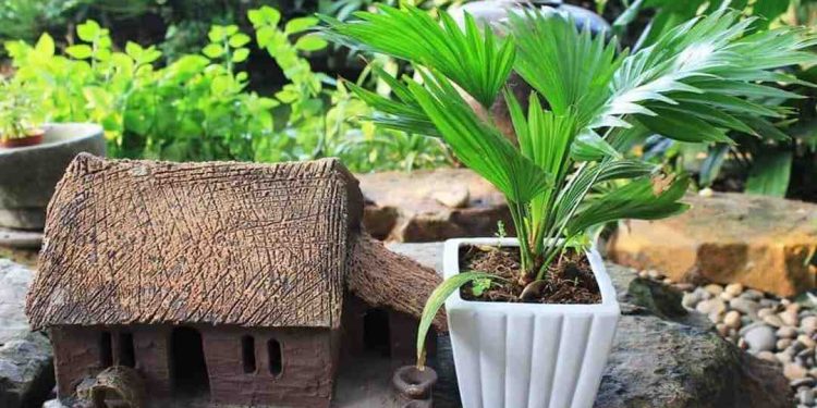 Cách Lựa Chọn Vị Trí Đặt Cây Cọ