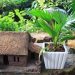 Cách Lựa Chọn Vị Trí Đặt Cây Cọ