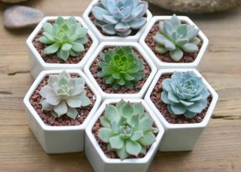 Biểu tượng của tình yêu trường tồn