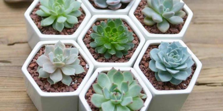 Biểu tượng của tình yêu trường tồn