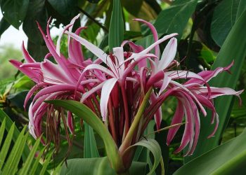 hình ảnh hoa của cây đại tướng quân nở trong rất bắt mắt