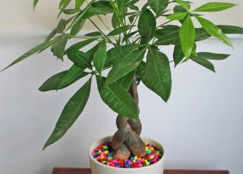 Cây tạo ra một không gian thoải mái, an lành và hạnh phúc