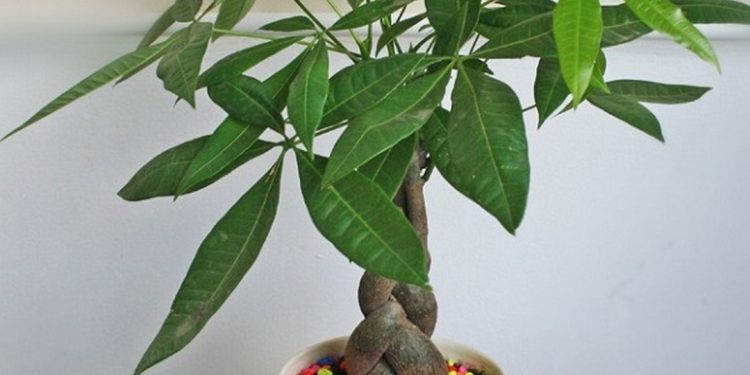 Cây tạo ra một không gian thoải mái, an lành và hạnh phúc