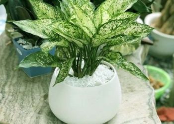 Lịch Sử Cây Ngọc Ngân