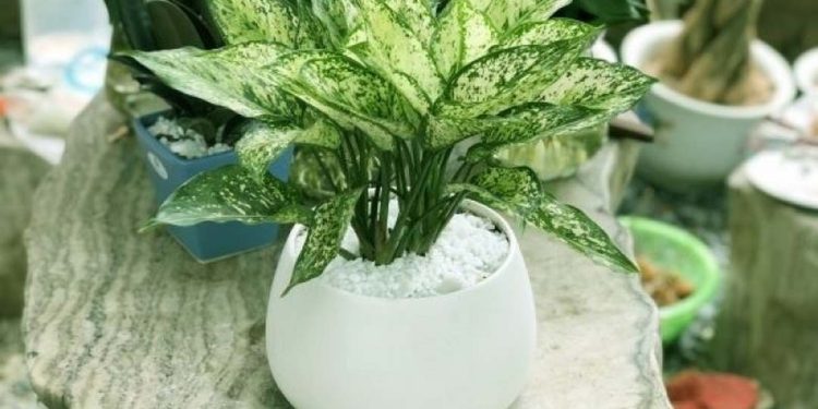 Lịch Sử Cây Ngọc Ngân