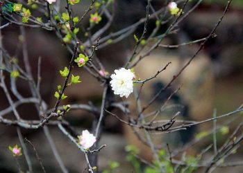 Cây nhất chi mai có tên gọi khác là cây hồng mai