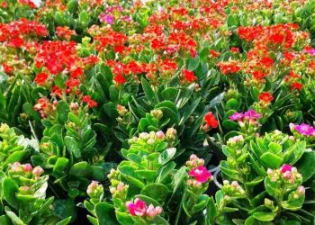 cây là một phần quan trọng của cuộc sống