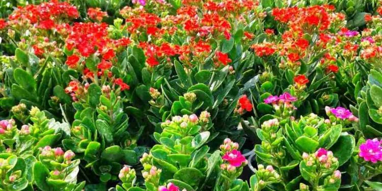 cây là một phần quan trọng của cuộc sống