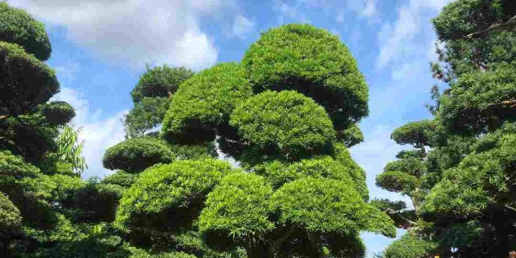 Ý nghĩa của cây tùng