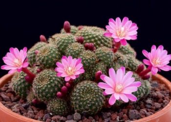 Cây xương rồng biểu tượng ý chí mạnh mẽ