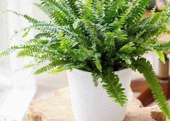 Chọn loại cây dương xỉ phù hợp với vị trí