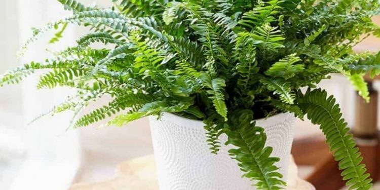 Chọn loại cây dương xỉ phù hợp với vị trí