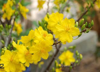 Hình ảnh hoa mai trắng và ý nghĩa