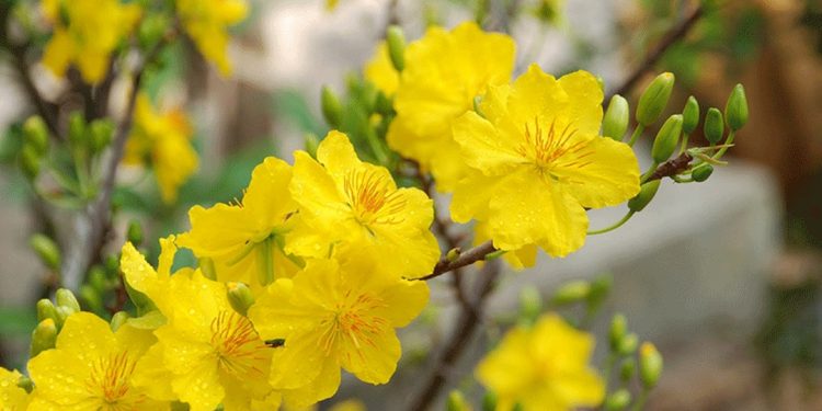 Hình ảnh hoa mai trắng và ý nghĩa